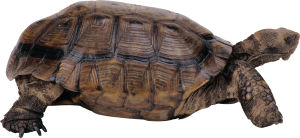 Turtle PNG-24725